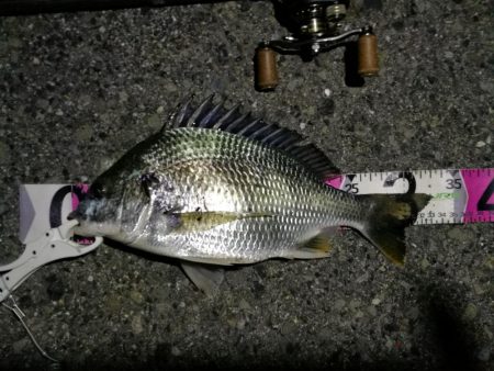 （2020/06/17 南港ヘチ釣り　 キビレチヌ（43cm、39cm～）ガシラ 釣果有り）