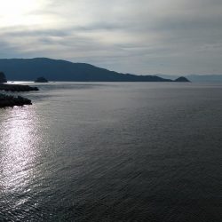 デカイカは見えただけ…