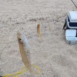 巨大シロギス筆頭に40匹超え