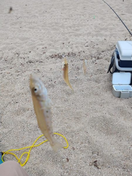 巨大シロギス筆頭に40匹超え