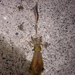 久しぶりのキロアップ