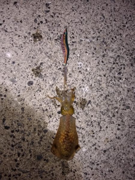 久しぶりのキロアップ