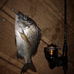 ポップクィーンでギンガメアジとチヌ