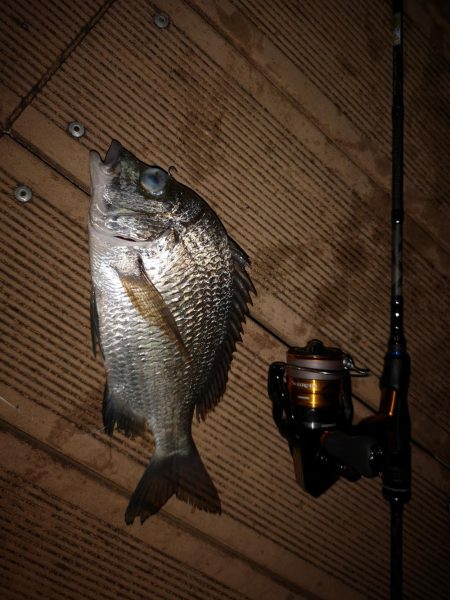 ポップクィーンでギンガメアジとチヌ