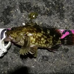 （2020/06/20 南港ヘチ釣り　 真チヌ43cm、キビレ、ガシラ 釣果有り）