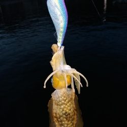 今日は子イカだらけ