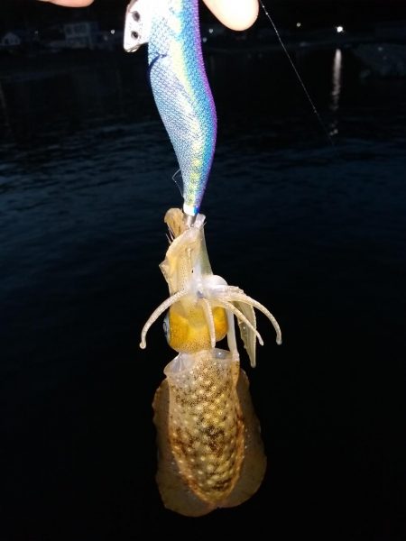 今日は子イカだらけ