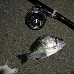 (2020/06/21 南港ヘチ釣り キビレチヌ46cm 頭、ガシラ 釣果有り)