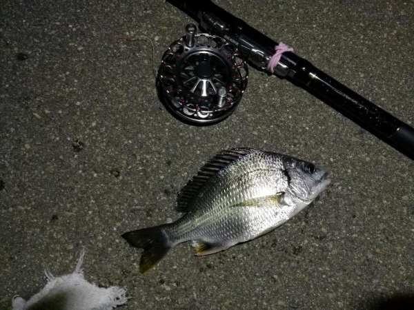 (2020/06/21 南港ヘチ釣り キビレチヌ46cm 頭、ガシラ 釣果有り)