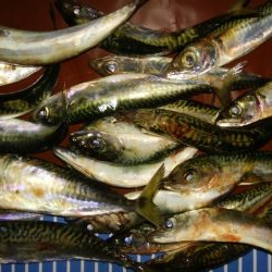 アジングとさばんぐ