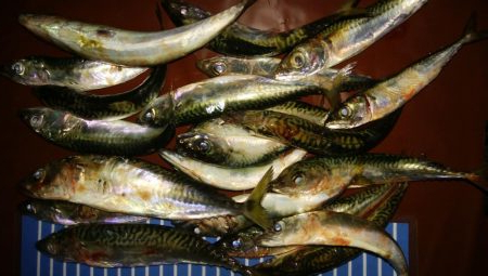 アジングとさばんぐ