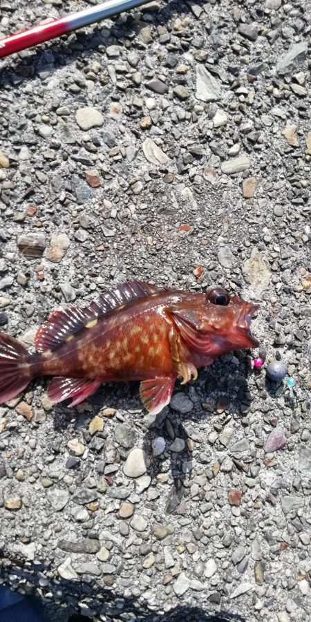 テトラで穴釣り