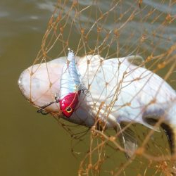 夏マゴチ絶好調