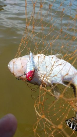 夏マゴチ絶好調