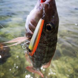 インリーフでなかなかの好調