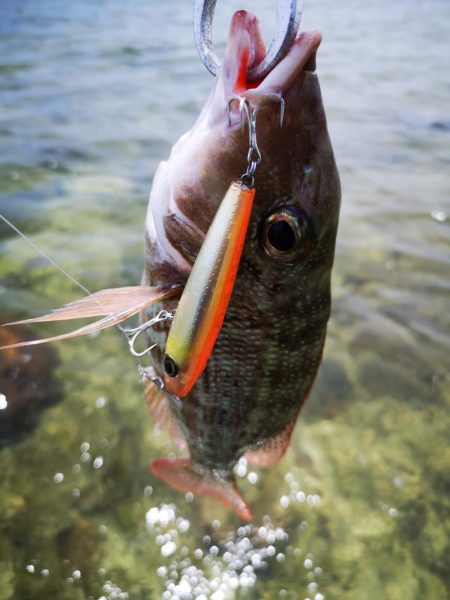 インリーフでなかなかの好調