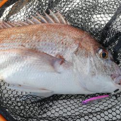 SLJで五目釣り!!