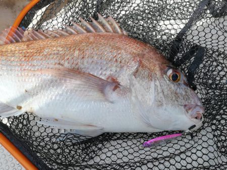 SLJで五目釣り!!