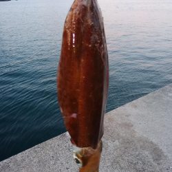 ギリキロいかず…