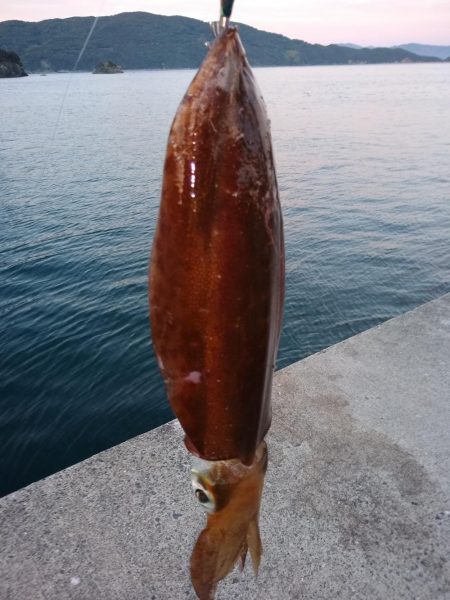 ギリキロいかず…