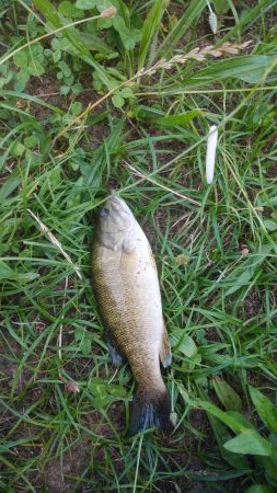 スモールマウスバスプチラシュ