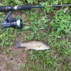 スモールマウス