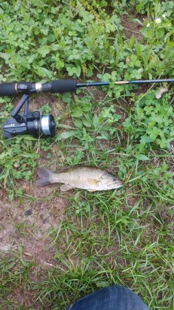 スモールマウス