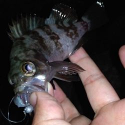 メバル、アジ、カサゴ