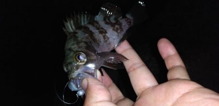 メバル、アジ、カサゴ