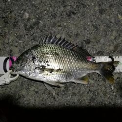 （2020/06/26 南港ヘチ釣り　 キビレチヌ38cm～ 釣果有り）