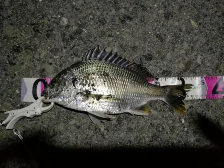 （2020/06/26 南港ヘチ釣り　 キビレチヌ38cm～ 釣果有り）