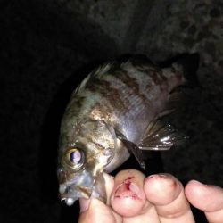 メバル、カサゴ