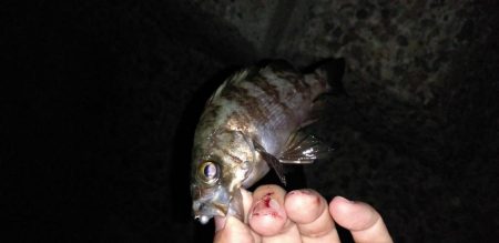 メバル、カサゴ