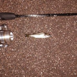 ナイタークロダィ