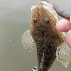 宮津マゴチ釣果