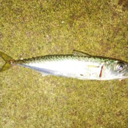 激渋メバリング