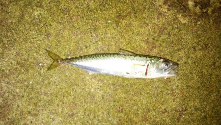 激渋メバリング