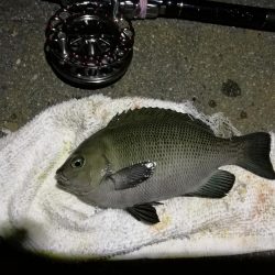 (2020/06/27 南港ヘチ釣り キビレチヌ41cm~ 釣果有り)