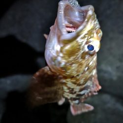 メバリングのはずが。