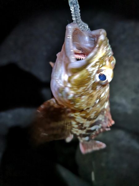 メバリングのはずが。