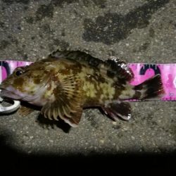 （2020/06/28 南港ヘチ釣り　 真チヌ35cm、キビレチヌ、ガシラ 釣果有り）