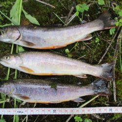 大雨後の渓谷にて