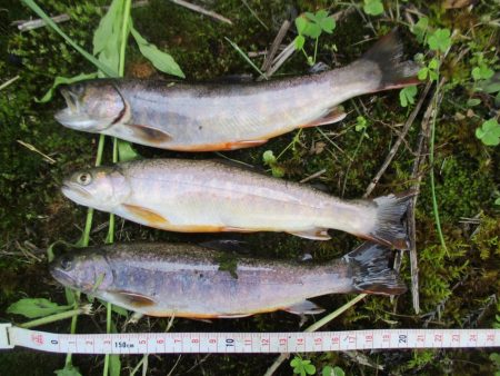 大雨後の渓谷にて