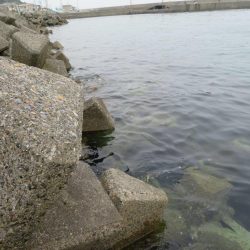 やっとシーズン初メバル！