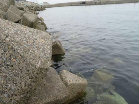 やっとシーズン初メバル！