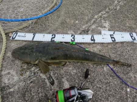 人生初マゴチはなかなかのサイズ!