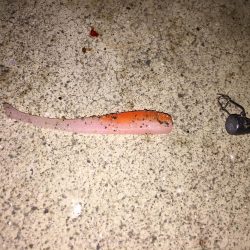 ランカーキビレ！