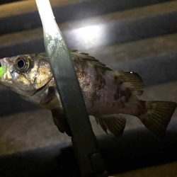 梅雨メバルを狙って