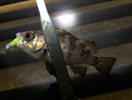 梅雨メバルを狙って