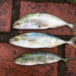 ツバス3匹、アジ5匹、コサバ300匹